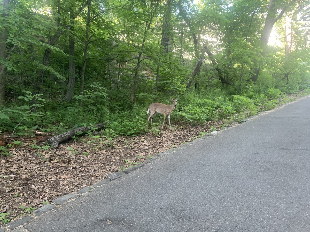 If it is the same deer, I first saw it May 28, 2023, according to the timestamp on my camera roll.