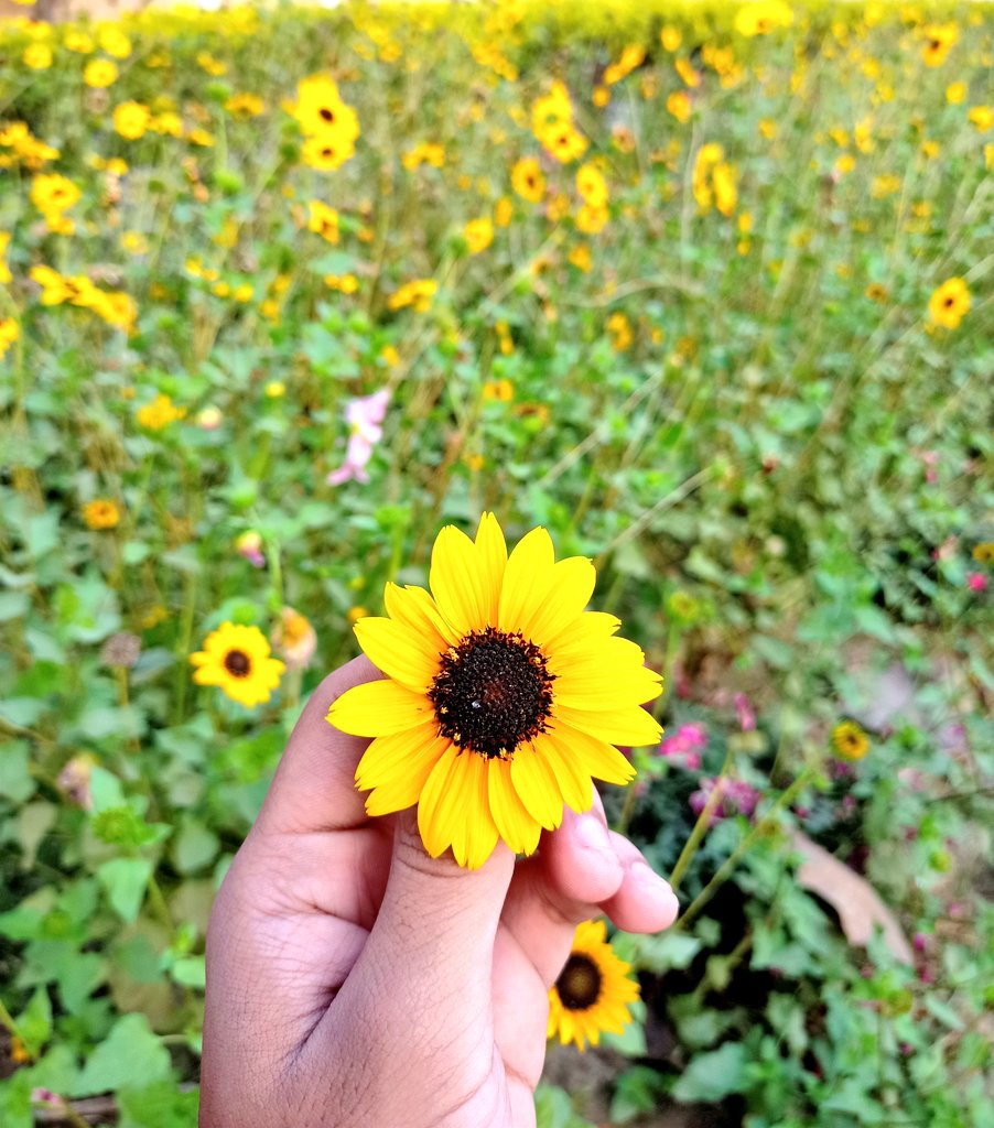 Yours_Viru's tweet photo. Show me your "Phool" clicks 🌺🌻. https://t.co/3GSXBTSh4R
