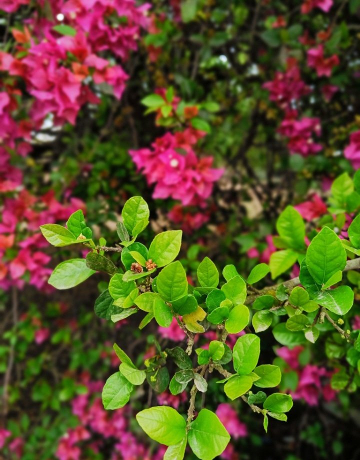 Yours_Viru's tweet photo. Show me your "Phool" clicks 🌺🌻. https://t.co/3GSXBTSh4R