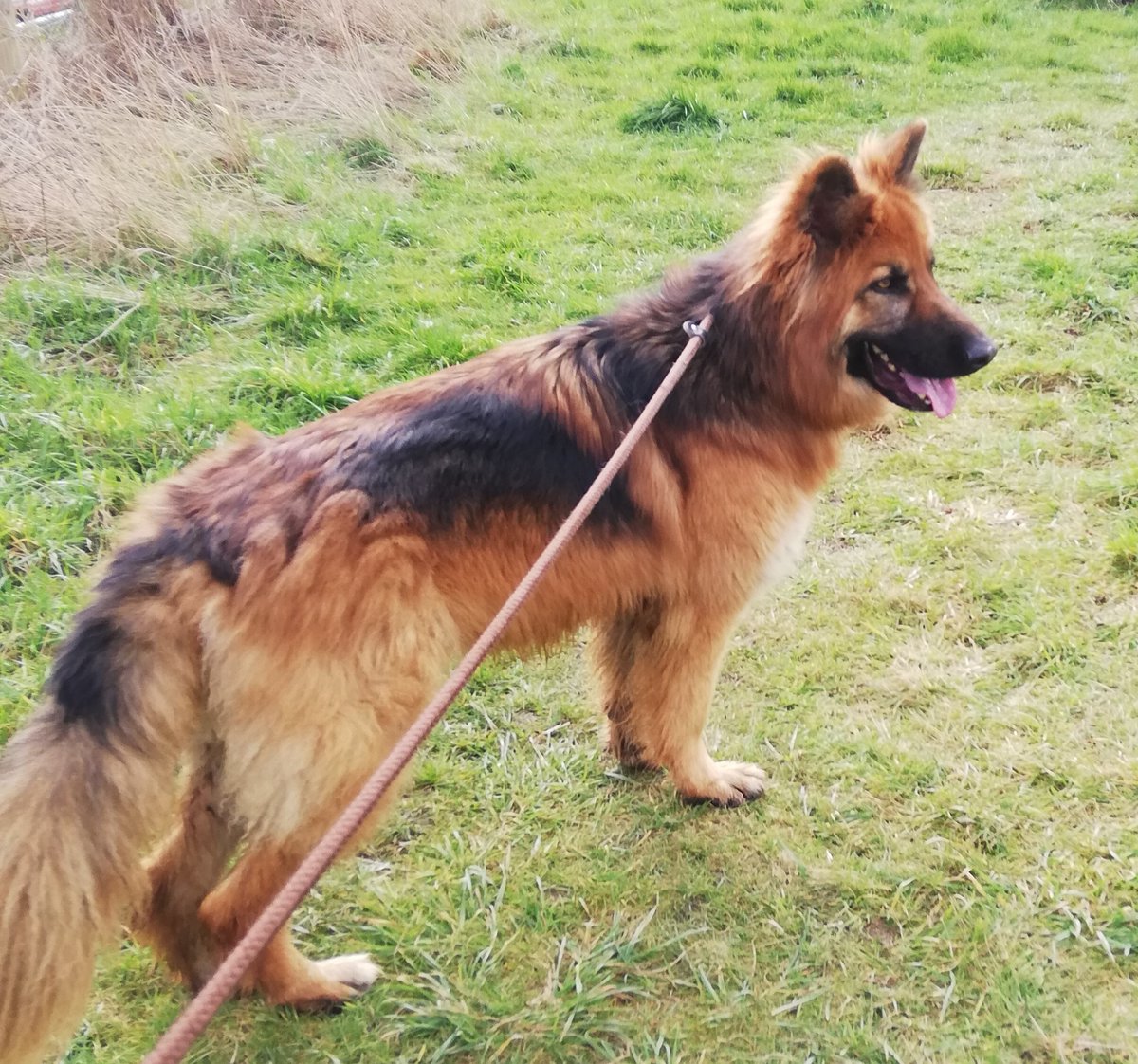 Oakley is 4yrs old and he can be a lovely boy but sadly he can also be a very nervous boy so he will need a home with exp of living with an anxious dog #dogs #GermanShepherd #Notts gsrelite.co.uk/oakley/