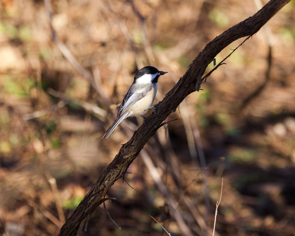 A companion of all seasons, the cute little chickadee😊 #birds #birding #birdsinwild #birdphotography #Smile #twitterbirds #twitternaturecommunity #Canon #twitternaturephotography #IndiAves #Birdsoftwitter #Canonphotography #BirdTwitter #BirdsSeenIn2024 #Shotoncanon