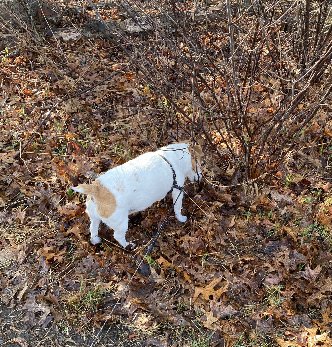 DaisyMaeJack's tweet photo. It’s Patriots Day 🇺🇸here and Marathon Monday! 🏃‍♀️Mum said we set da record for longest sniff here 😆Have a nice day frens! 💖🐾 #BostonMarathon #OneBoston #BeKindAkways #dogsofX #dogs #jackrussell https://t.co/2E8ORrXAXw