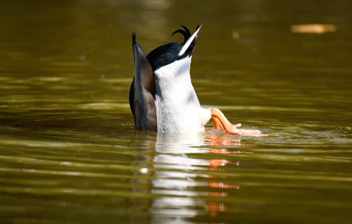 Feeling that Monday vibe? 😂 Like water off a ducks back, just let it roll off and take on the day with a smile 😃