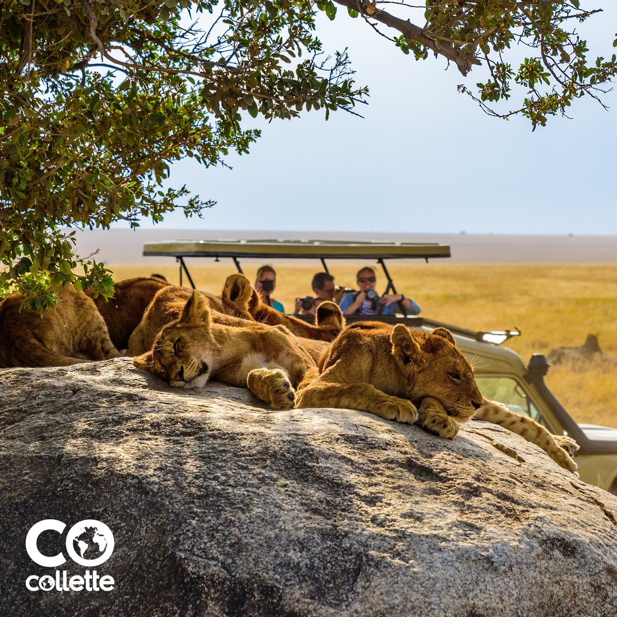 From African safaris to the immersive culture of Japan – this is your last chance to save big on Collette tours worldwide. Book by April 15th. ​ Book now & save up to 20%*​ *Restrictions apply.​ bit.ly/3U7UAVT