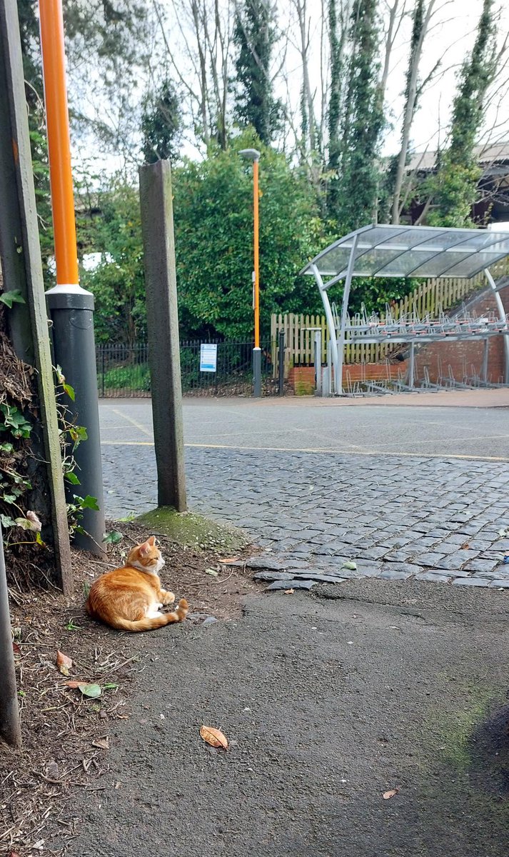 With todays high winds I am undertaking covert sheltered car park duties #cats #cats #Cat #CatsOnTwitter #CatsOfTwitter