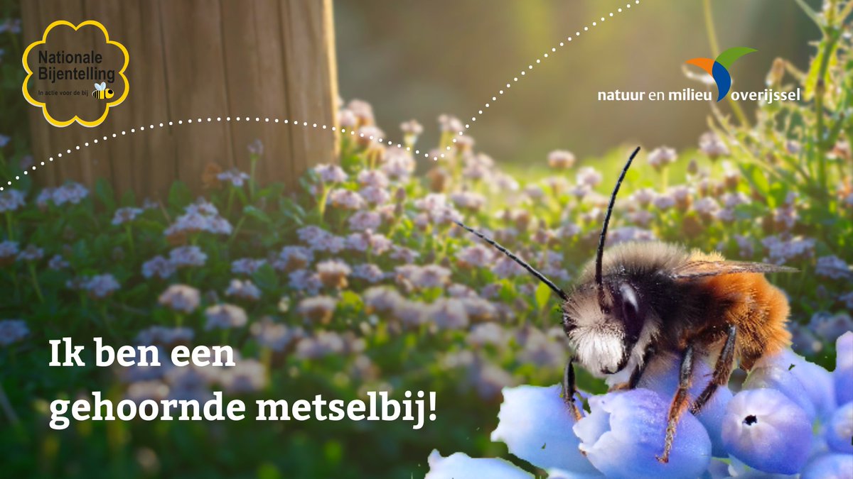 Doe mee met de nationale #bijentelling en geef deze zoemende helden de aandacht die ze verdienen 🐝🌼 Meedoen is makkelijk, ook als je niet zoveel van bijen weet. Kijk op nationalebijentelling.nl en ontdek de 16 bijensoorten die je in je tuin kunt tegenkomen🔎 #RedDeBijen