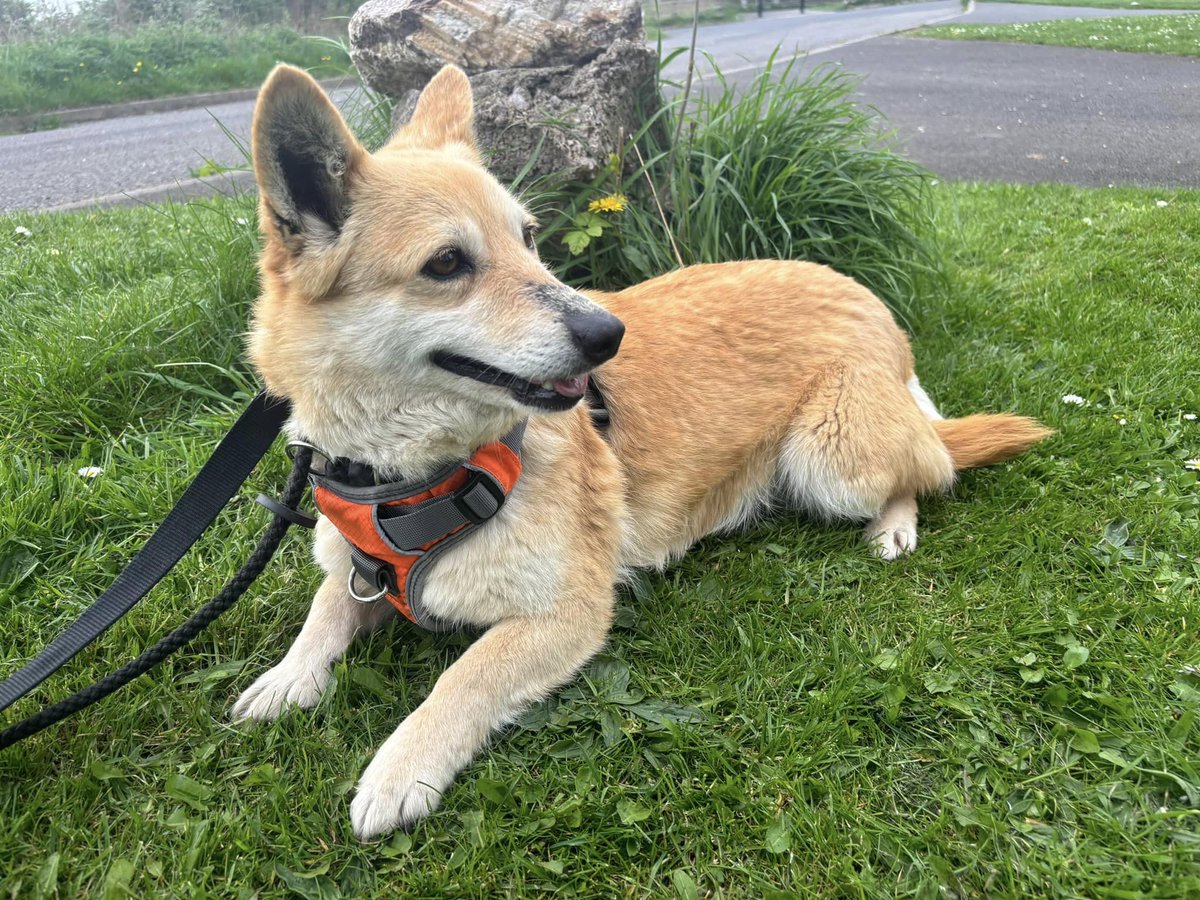 KIEVA is in kennels and available to adopt 
This beautiful lady is around 6.5 years old and is a small size
Kieva is a little shy but once she trusts you She is very affectionate and enjoys cuddles
She loves other dogs so is happy to have siblings
#Immingham #Hull #Grimsby #Louth