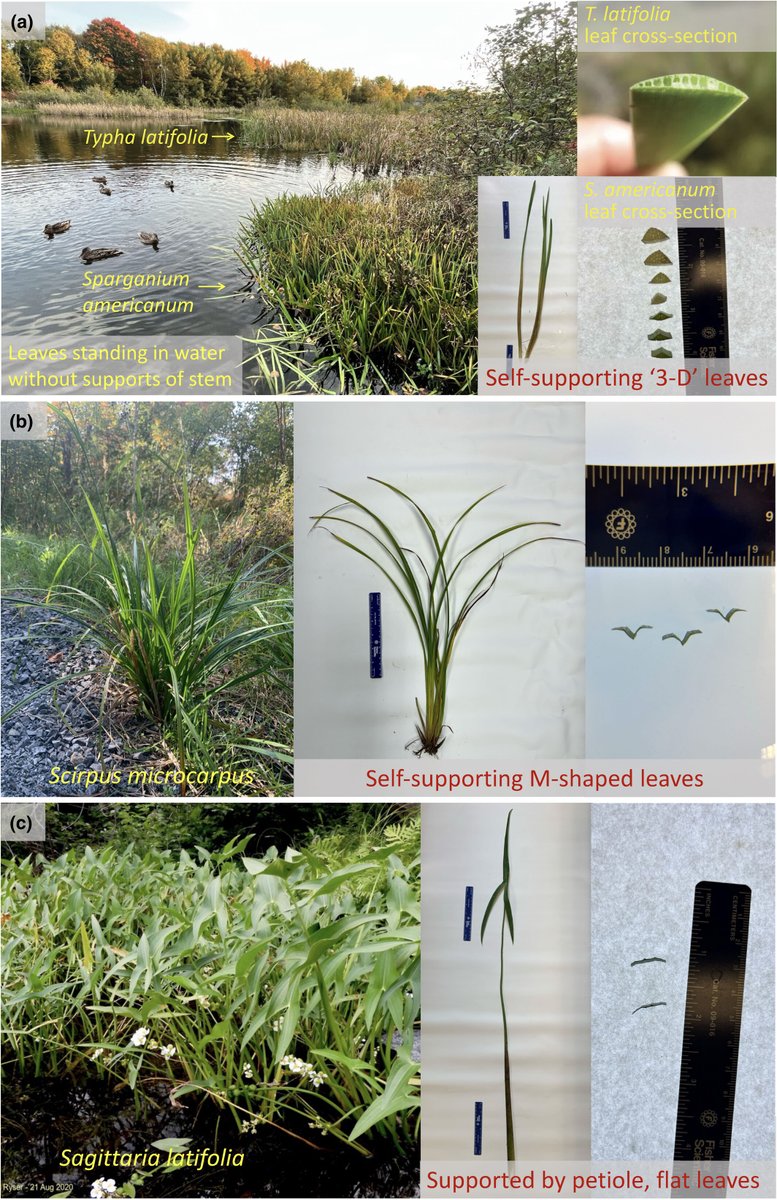 Root and shoot phenology, architecture, and organ properties: an integrated trait network among 44 herbaceous wetland species

Ye et al.

📖 ow.ly/3STr50Re2v8