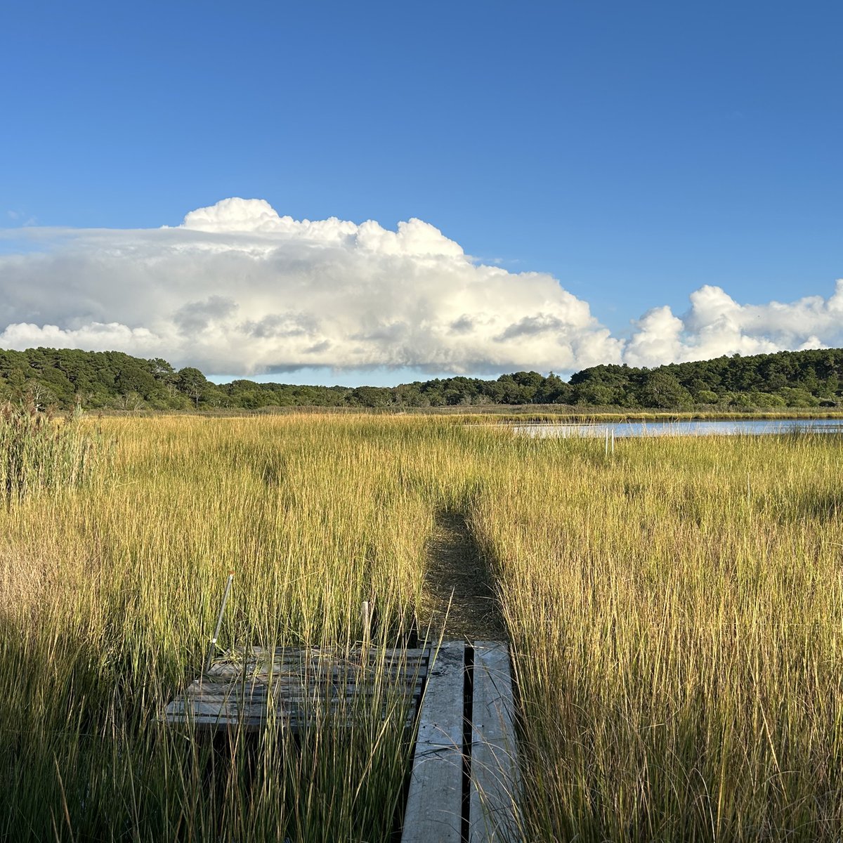 Wetlands may be less extensive than other ecosystems in the U.S., such as forests and grasslands, but they can capture and store more carbon per unit area, making them an incredible climate change mitigation tool. Learn more: ow.ly/jqo050Rf1E7