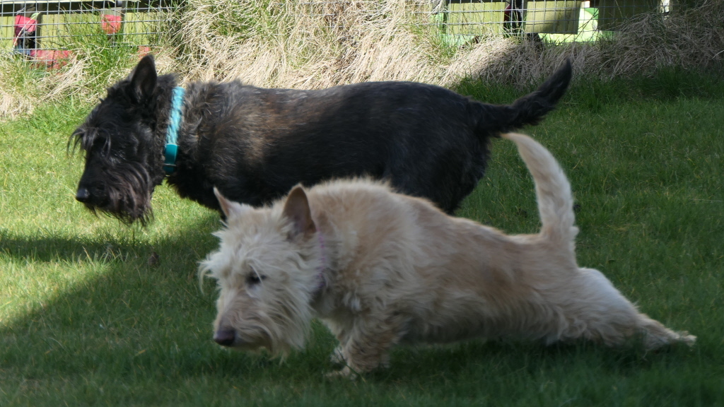 Inga doing her post-rolling yoga.  Magnus is not interested, and is about to sit down.

#scotties #scottishterriers #scottydog #terrier #lovedogs #dogsofinstagram #lovescotties #doglife #wheatie #wheaten #brindle #lovemydog #lovemydogs #inspiration #lovick #northernlace #dailydog