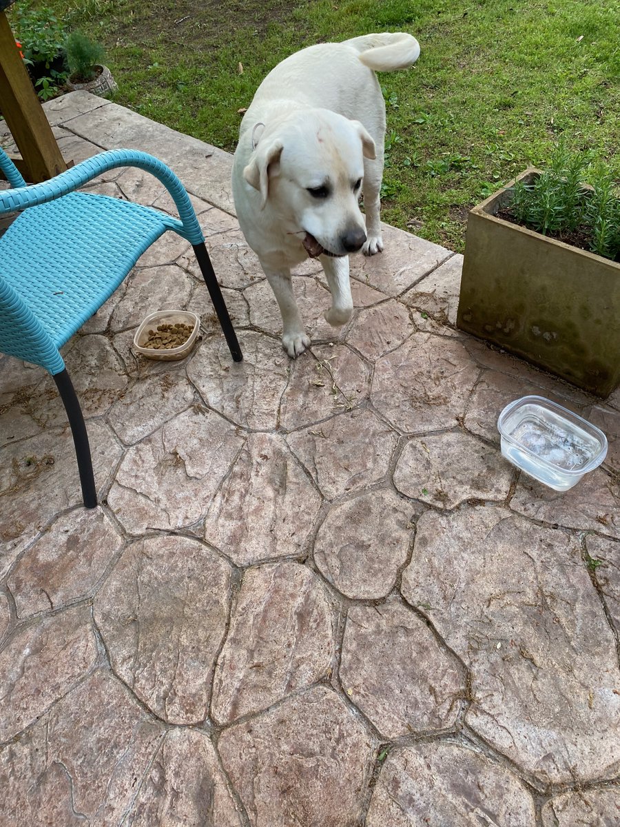 mgbhall's tweet photo. These two fellas showed up on St Andrews Circle last night -- lost and barking their heads off in the woods.  We convinced them to come inside our fenced backyard for the night.  After a hearty supper and breakfast, they are ready to get back home!  The lab has a orange collar. https://t.co/rupX7zGT9i