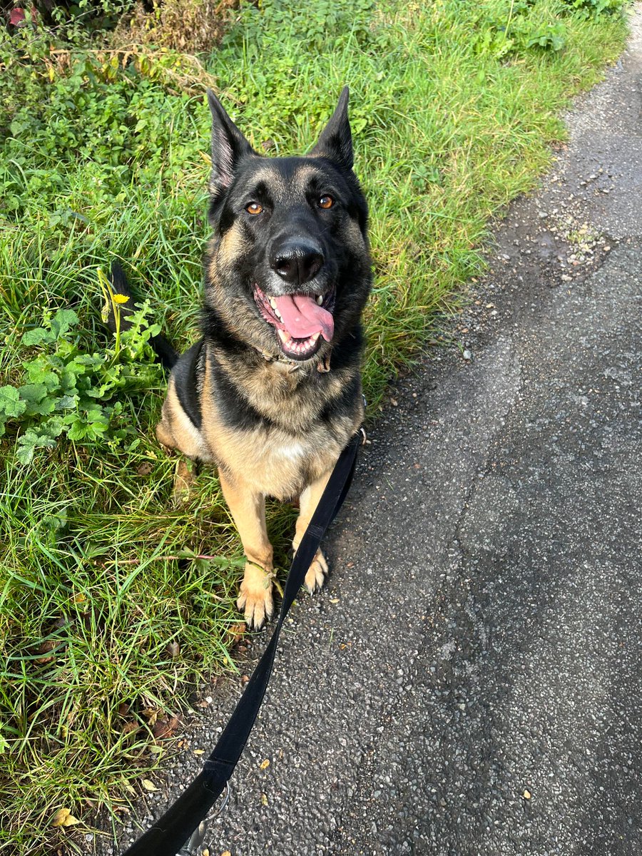 Enzo is 4yrs old and he hasn't had the best start in life, Enzo is looking for a very exp, child and pet free home that can go back to basics and be firm in his training #dogs #GermanShepherd #Essex gsrelite.co.uk/enzo-3/