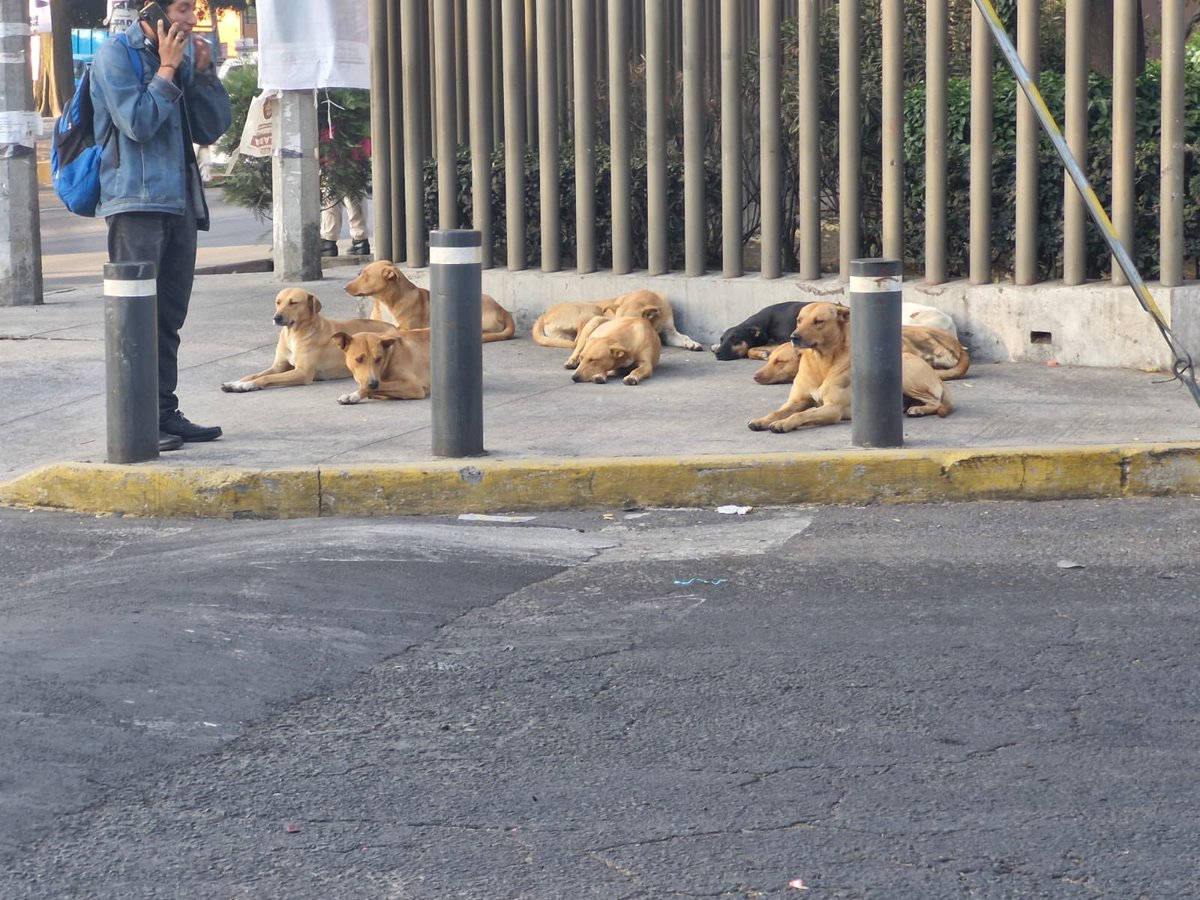 Estos perritos están afuera del Teletón. Quieren llamar a la perrrera. Que hacemos? @LetyVarela @rebecasok