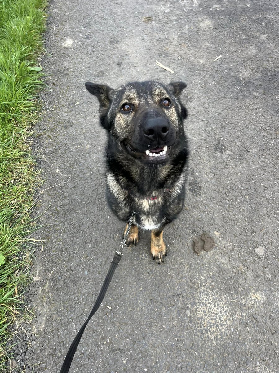 Bella will be 2 in June and she comes from working lines, Bella is a bright and high energy girl who needs careful intros to other #dogs but she will need an exp home #GermanShepherd #Essex gsrelite.co.uk/bella-39/