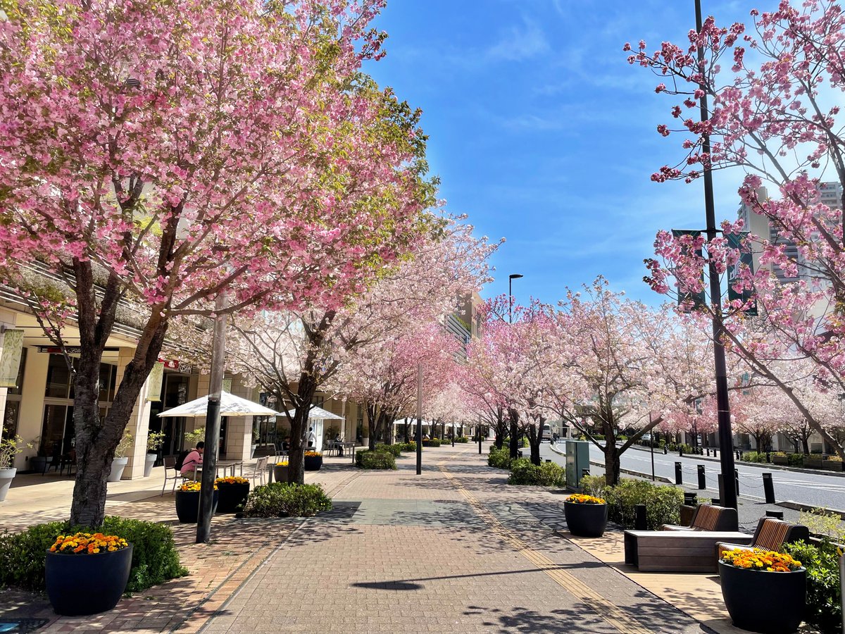 柏の葉キャンパス駅前の八重桜並木　 ＠ららぽーと柏の葉北館前 #風景写真　#photo　#さくら　#キリトリセカイ　#青空