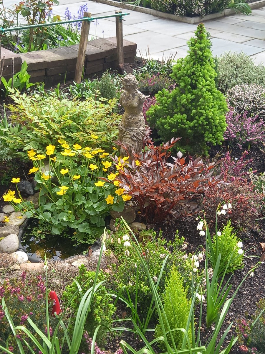 lovely little garden in Llewellyn's cared for by resident Hanna <a href="/The_RHS/">The RHS</a> <a href="/AlmshouseAssoc/">AlmshouseAssociation</a> <a href="/wellscathschool/">WellsCathedralSchool</a> #springtime #gardening