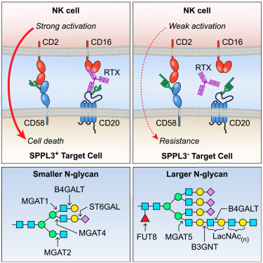 N-acetyllactosamine extension of complex N-glycans is a mechanism to evade lysis by NK cells @CellReports #LongLab doi.org/10.1016/j.celr…