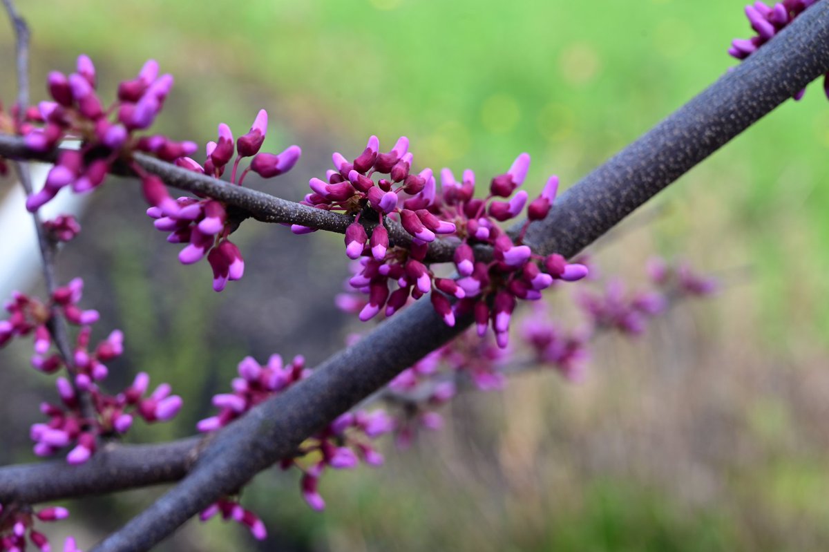 PRETTY IN PINK: Here are three newly captured views of an Eastern redbud #tree that is bursting into bloom at the NJ #Pinelands Commission’s headquarters in Pemberton Township. 📷: Paul Leakan, Pinelands Commission Communications Officer #flowers #trees