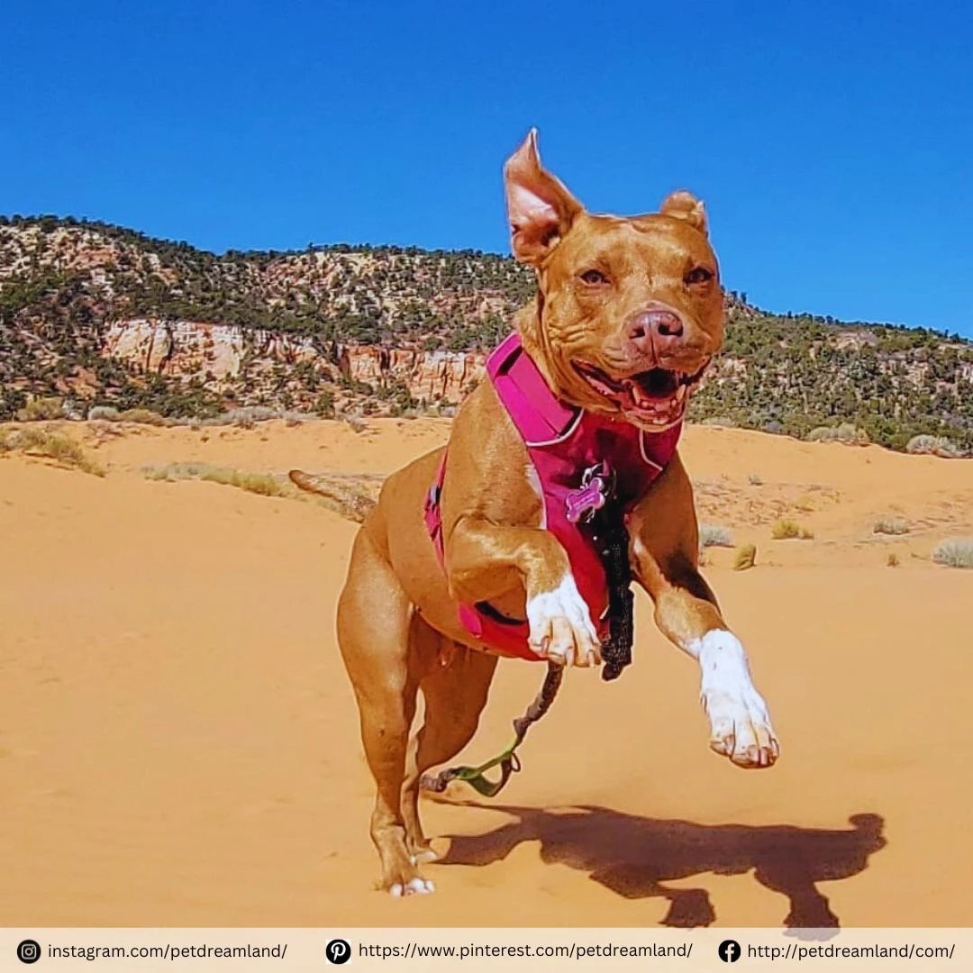 Who says Mondays can't be marvelous? How does your furry friend kickstart the week? 🐶

#dogstagram #dogsdaily #dogwalking #dogadventures #dogleash #dogrunning #dogtraining #spring #petsupplies #pets #dogleash #petproducts #doglovers #petdreamland