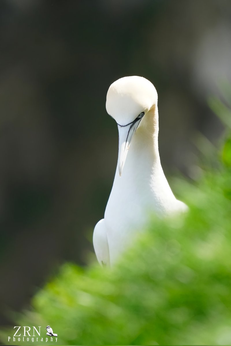 Beauty at the cliffs #gannets @WildlifeMag @Natures_Voice @Bempton_Cliffs #birds #wildlifephotography #wildlife #birdphotography #northerngannet