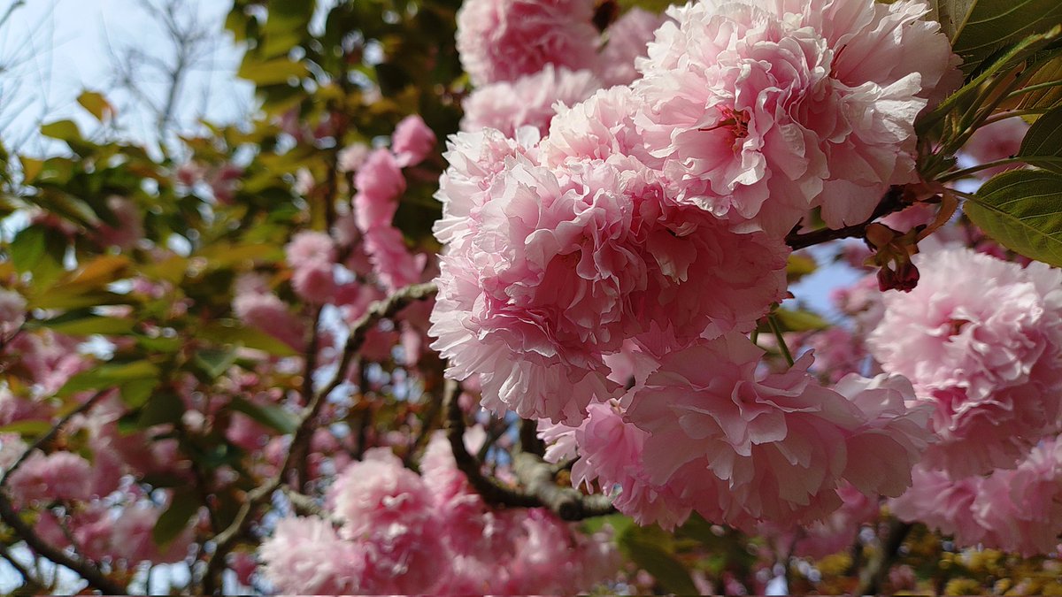 shoryumaru's tweet photo. #浜名湖花博 へお写ん歩。
(一眼もってかずにケータイ撮影のみ) https://t.co/Zi5rZxxY6f