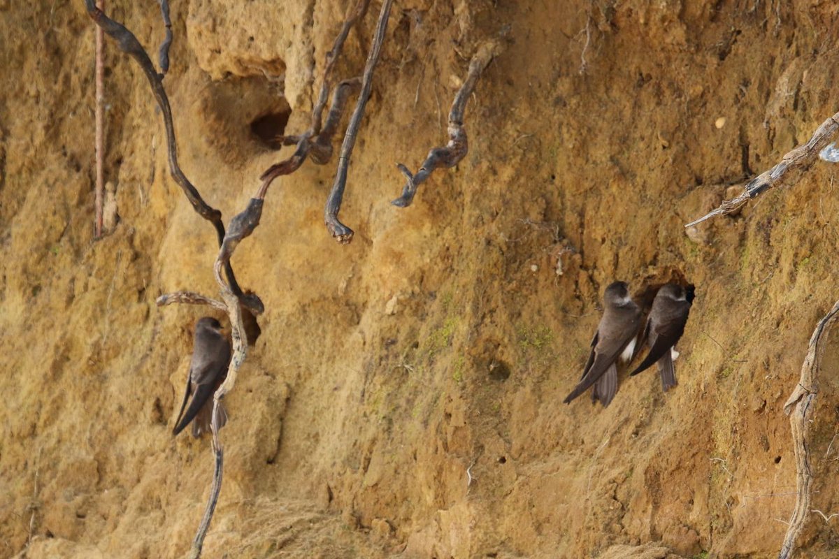 1/2 Happy #MigrationMonday ! Our Sand Martins are back in force! After a long haul flight of  4000+ km over the Sahara, Balearic Sea& France, they finally arrived to our shores! There will be  around 70,000 Sand Martin nests on average in the UK. 
(Photo by @martgathercole )