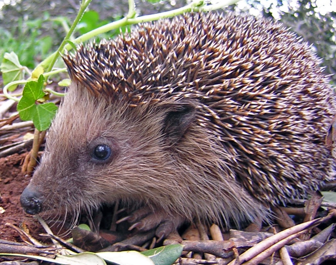 Did you know that there are ways you can integrate wildlife-friendly features into human structures, so they can help biodiversity in urban and suburban areas? 🌱Roots & Shoots UK rootsnshoots.org.uk/blog/2024/04/1…