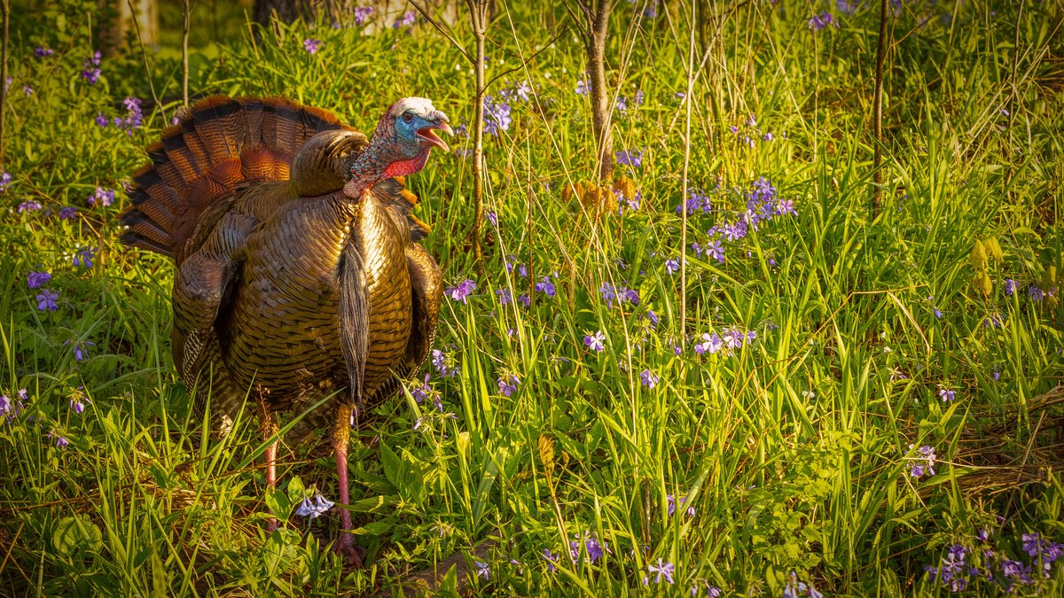 Whose hunting season opened this weekend? Let's hear how it went! 📷 Clifford Price