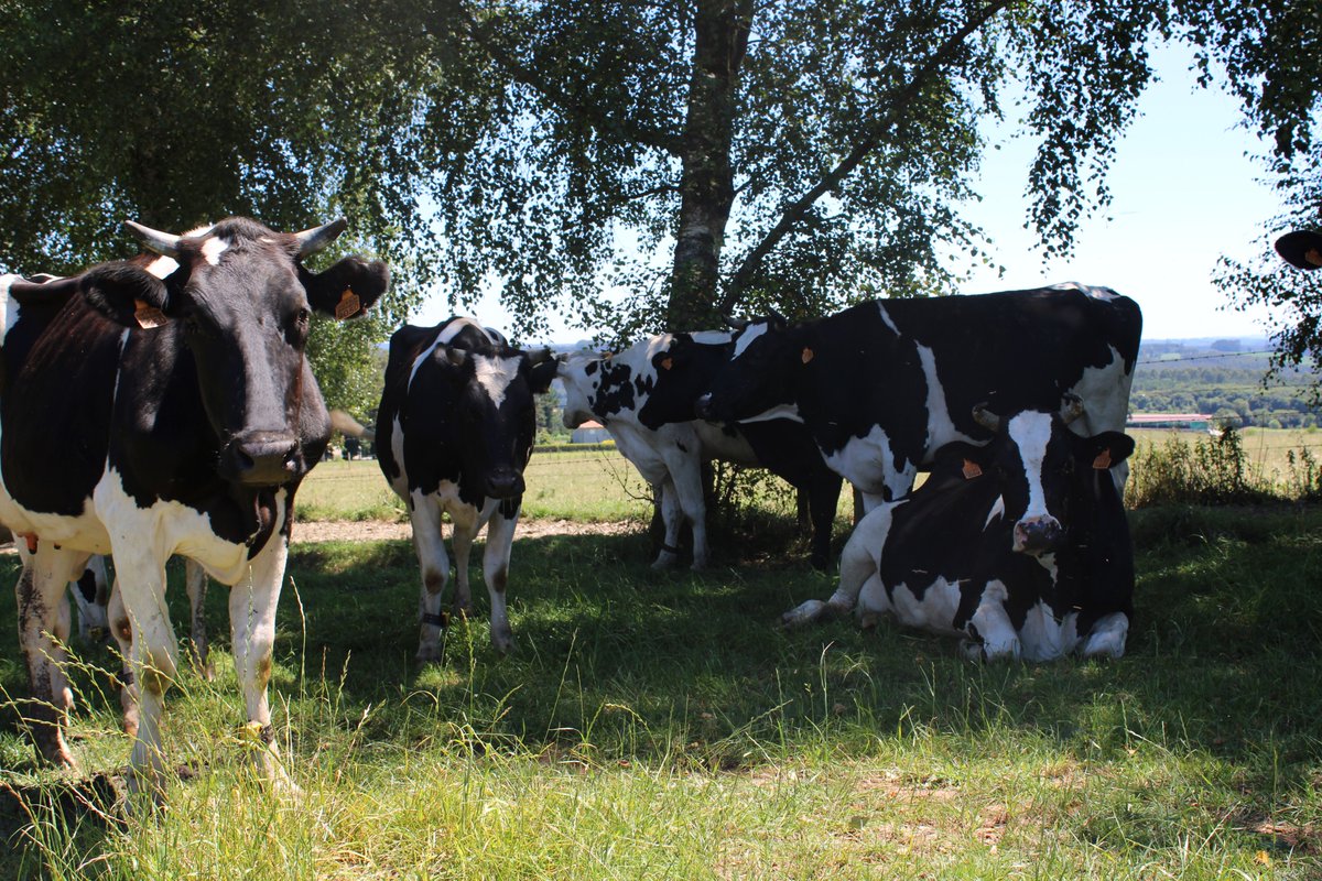 xanceda's tweet photo. ¡Overbooking a la sombra! ¡Menos mal que el arbolado autóctono es el 20% de la superficie de la granja!
#xanceda #somosbiogranja https://t.co/WEIndN50Wb