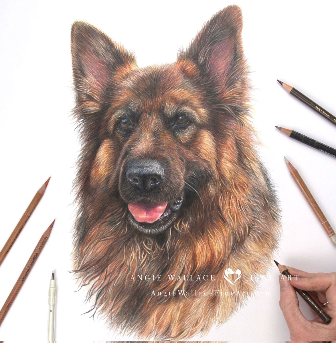 Here's lovely Theia, a beautiful German Shepherd. She's very intelligent, wonderful with children and adults and her favourite toy is a watering can. Coloured pencils on Bristol board #germanshepherd #dogportrait #petportraitartist #colouredpencils