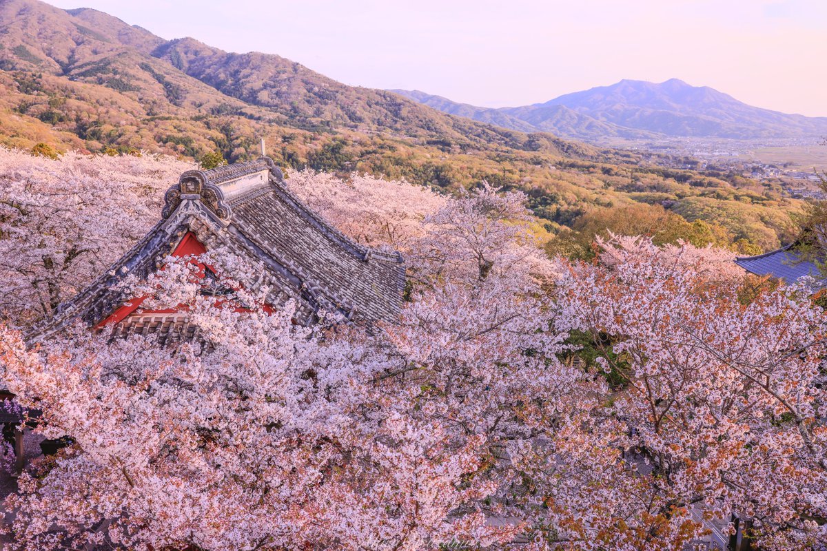 雨引観音の桜が綺麗でした✨🌸