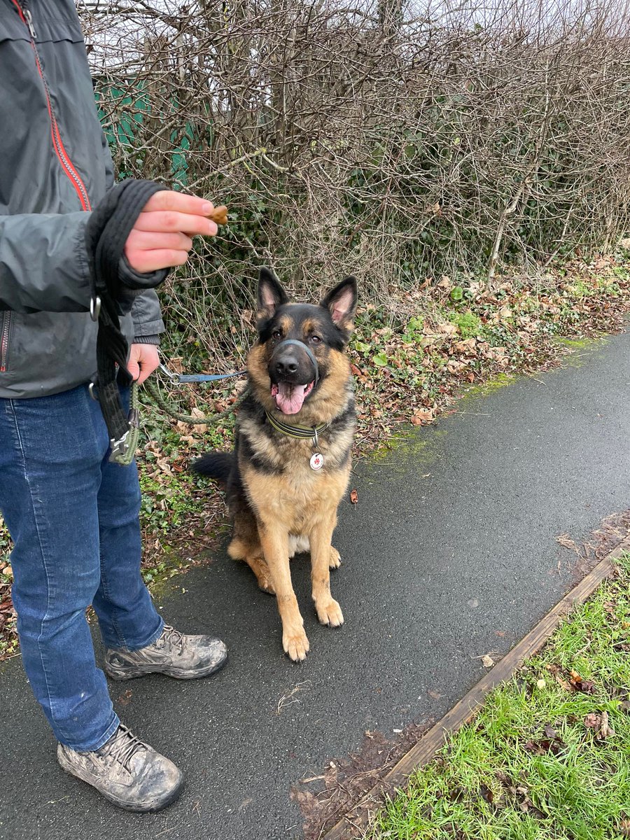 Baxter is 4yrs old and he has been with us since Dec 21, Baxter has made a lot of progress at our #cheshire kennels but he can be bold so will need an exp, child and pet free home #dogs #GermanShepherd gsrelite.co.uk/baxter-3/