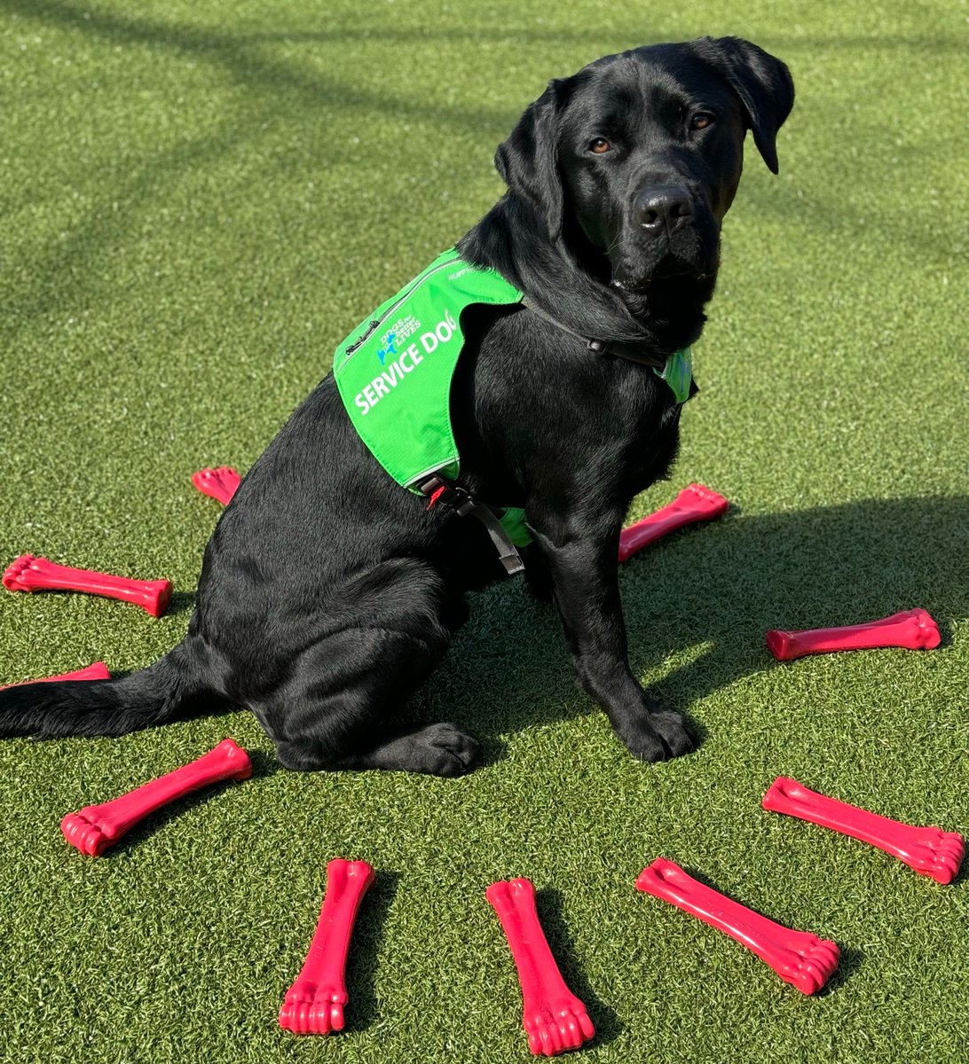 🐾 A PAW-some Thank You to Nylabone! 🐾  Thanks to the incredible generosity of Nylabone for donating a generous 60 Large Nylabones! These chew-tastic toys are going to bring endless joy and enrichment to our #AssistanceDogs in Training #NylaboneCares