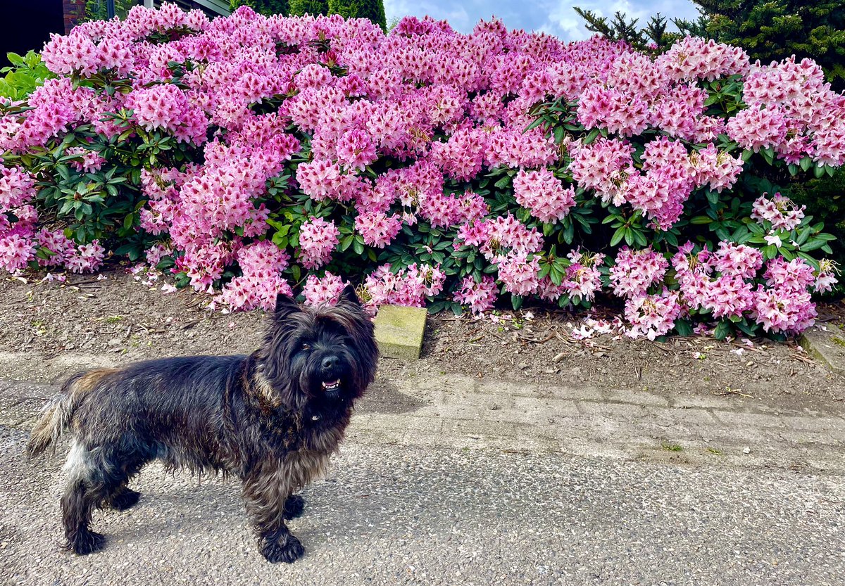 gerardrigter's tweet photo. Net voor de regen met #cairnterriër Tjibbe gelopen van #Wanssum via #Meerlo naar #Swolgen, een kort stukje over van het #Pieterpad (oude route). Langs de kapel van Sint-Goar, patroon voor lijders aan bibberaandoeningen, de Groote Moolenbeek en het Kasteelke in Meerlo. https://t.co/wuAt1Is0aj