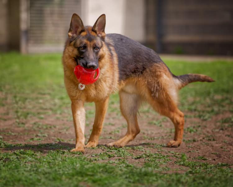 Benji is 3yrs old and he has been with us since March 22, Benji can live with older kids but he does have hip dysplasia so any adopter needs to be aware of this #dogs #GermanShepherd #Cheshire gsrelite.co.uk/benji-2/