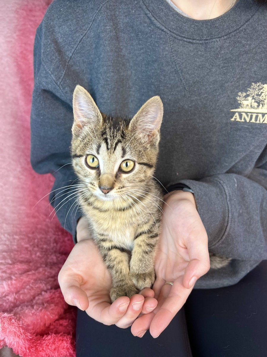 Animal shelters across Tennessee are encouraged to seek grants for spay and neuter services. Applications are accepted until May 17, 2024. Photo: Rural Animal Rescue Effort (RARE) in Maury Co. tn.gov/agriculture/ne…