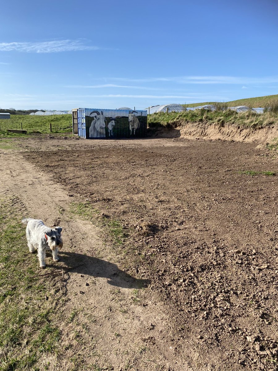 Half an acre hoed with hand & sown with a diverse mix of herbal leyes for our goats and to support biodiversity. Heavy rain has caused too much compaction so unable to hoe remaining area. Need to the bring in the big guns… #gardening #goatfarm #soilhealth #herballeyes