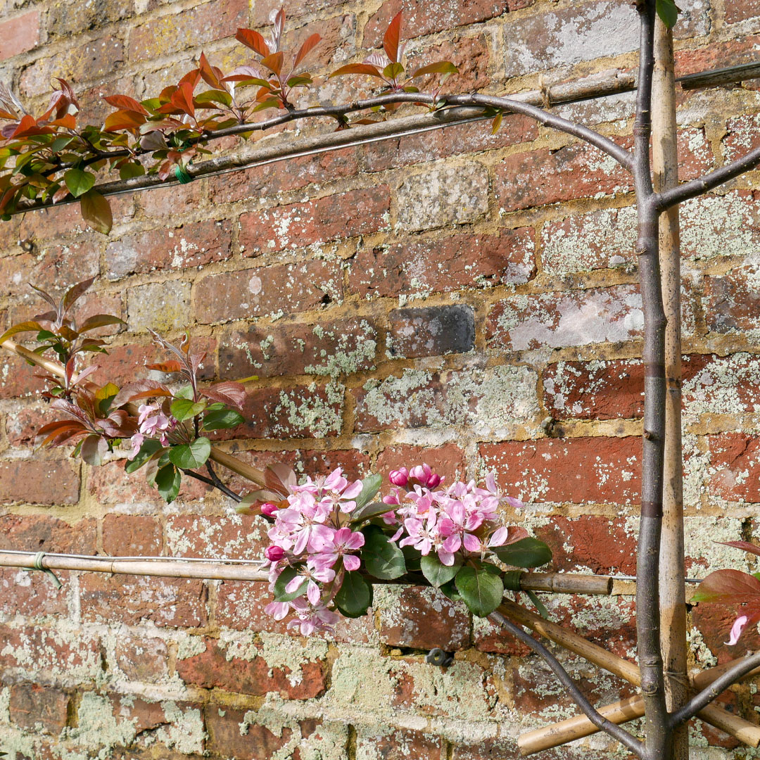 Don't miss the stunning white blossom of the fan-trained cherry trees and the delicate pink blossom of the espalier-trained crab apple trees on the wall as you enter the garden at Bateman's. Open seven days a week. Free entry for National Trust members. 📷NT/Lucy Evans