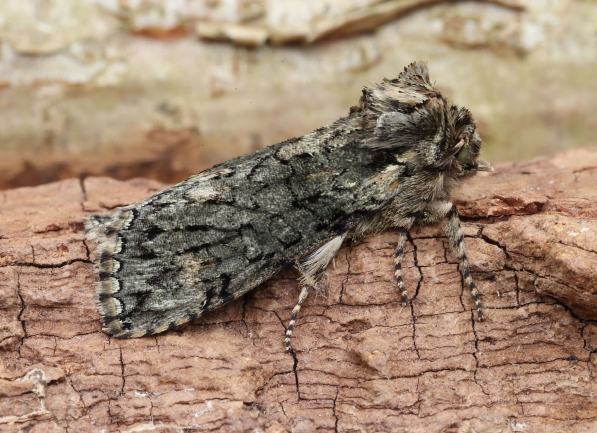 From the Trap: Lesser Swallow Prominent, Pebble Prominent, Mullein & Frosted Green @BC_Norfolk