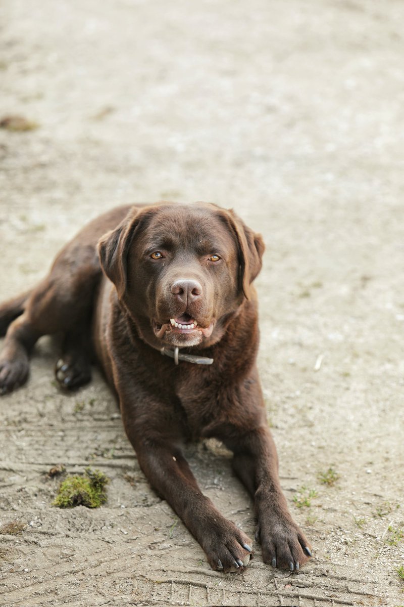 🔴 𝗟𝗘 𝗚𝗔𝗥𝗗𝗜𝗘𝗡 🐕 | « Tout le chien est dans son regard. » 

À #Commarin, celui d'Oslo s'illumine lorsqu'arrivent les visiteurs ! Nul doute que vous croiserez la belle frimousse de notre meilleur guide ! 🤭