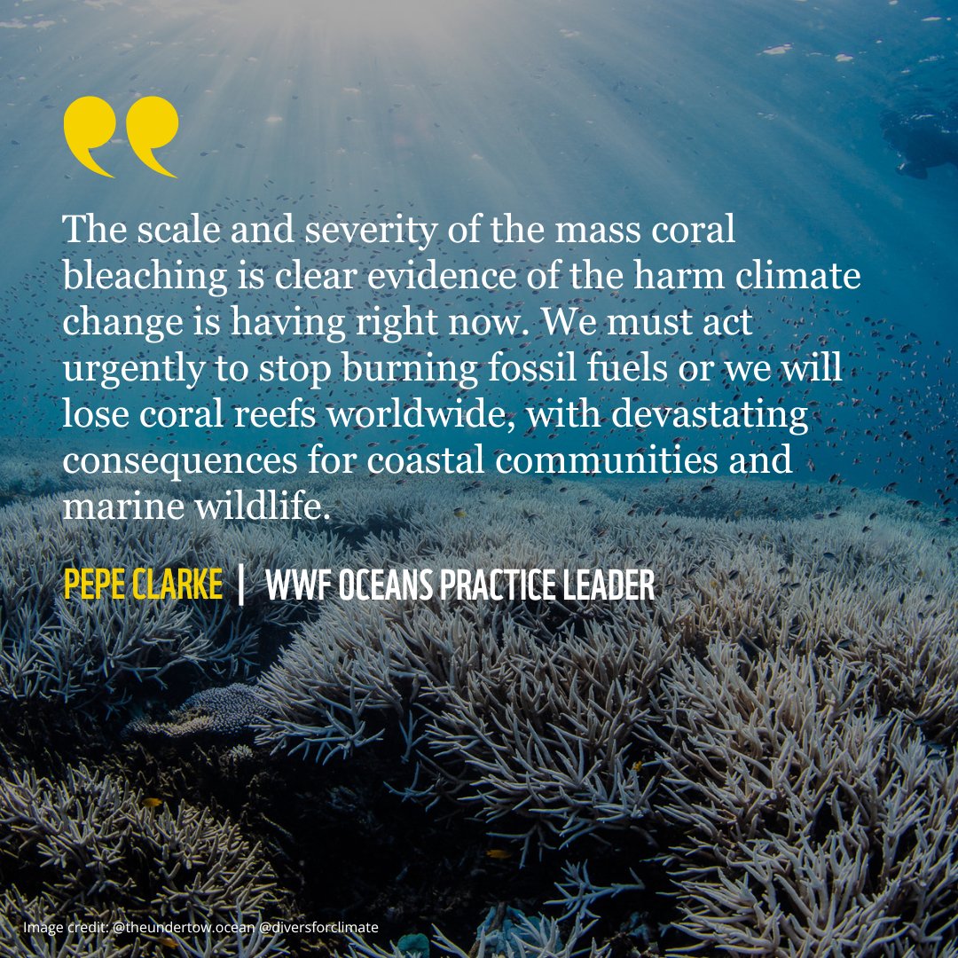 #BREAKING‼️ Record-shattering ocean temperatures cause yet another mass coral bleaching crisis.

850m people rely on reefs for food, jobs, & coastal protection.

This isn't just about reefs—it's about livelihoods, food security, & our planet's future. @WWFLeadOceans