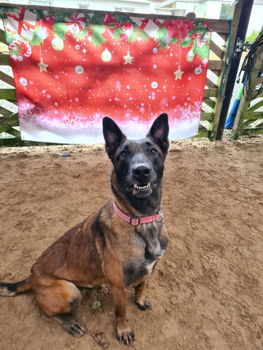 Rosie is 4yrs old and she is a retired Prison Service Dog, Rosie is a very bright and affectionate girl who will need a child and pet free home that understands her past as a working dog #dogs #GermanShepherd #Cornwall gsrelite.co.uk/rosie-13/