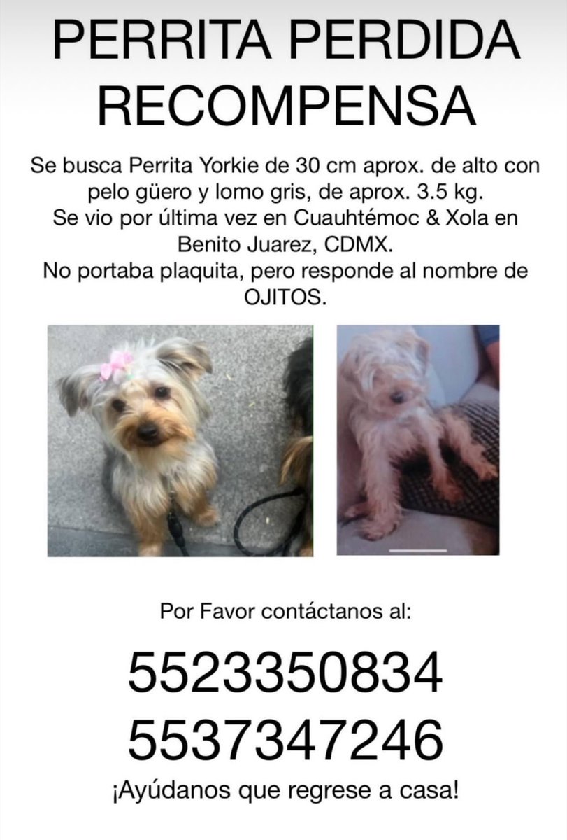 adriansj88's tweet photo. @segoviasan @MascotasSismo @UbicapetMexico @PerrosPerdidosA @PrrosPerdidosMX @PerdiMiMascota @PerdiDogsMx @lawera33 @mascotasdifunde @dondeestuvo Podemos pasar a verla? Nosotros estamos buscando a Ojitos podría ser ella? Tienes mas fotos? https://t.co/otWKsMgGWa