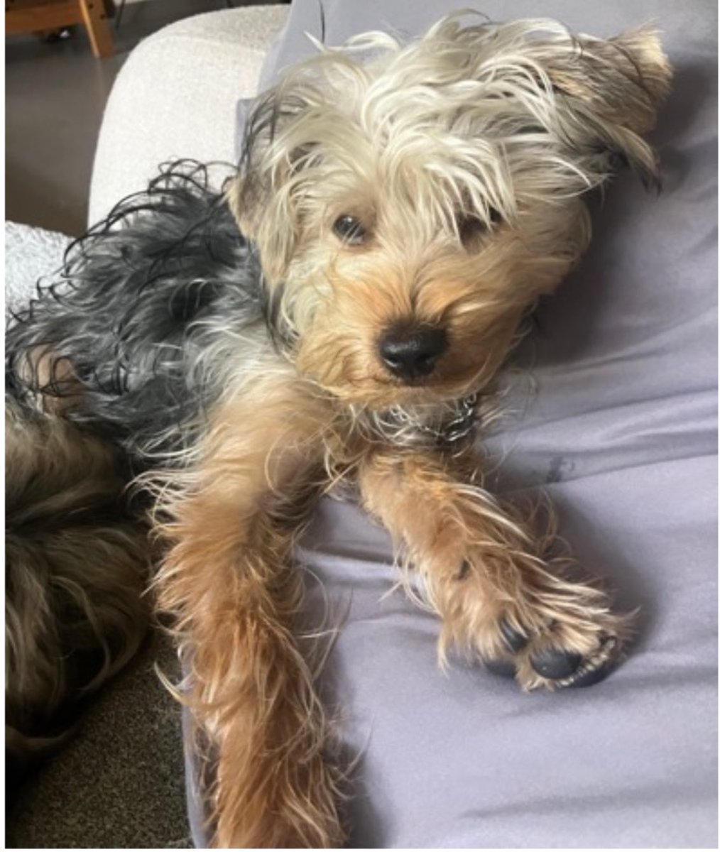 adriansj88's tweet photo. @segoviasan @MascotasSismo @UbicapetMexico @PerrosPerdidosA @PrrosPerdidosMX @PerdiMiMascota @PerdiDogsMx @lawera33 @mascotasdifunde @dondeestuvo Podemos pasar a verla? Nosotros estamos buscando a Ojitos podría ser ella? Tienes mas fotos? https://t.co/otWKsMgGWa