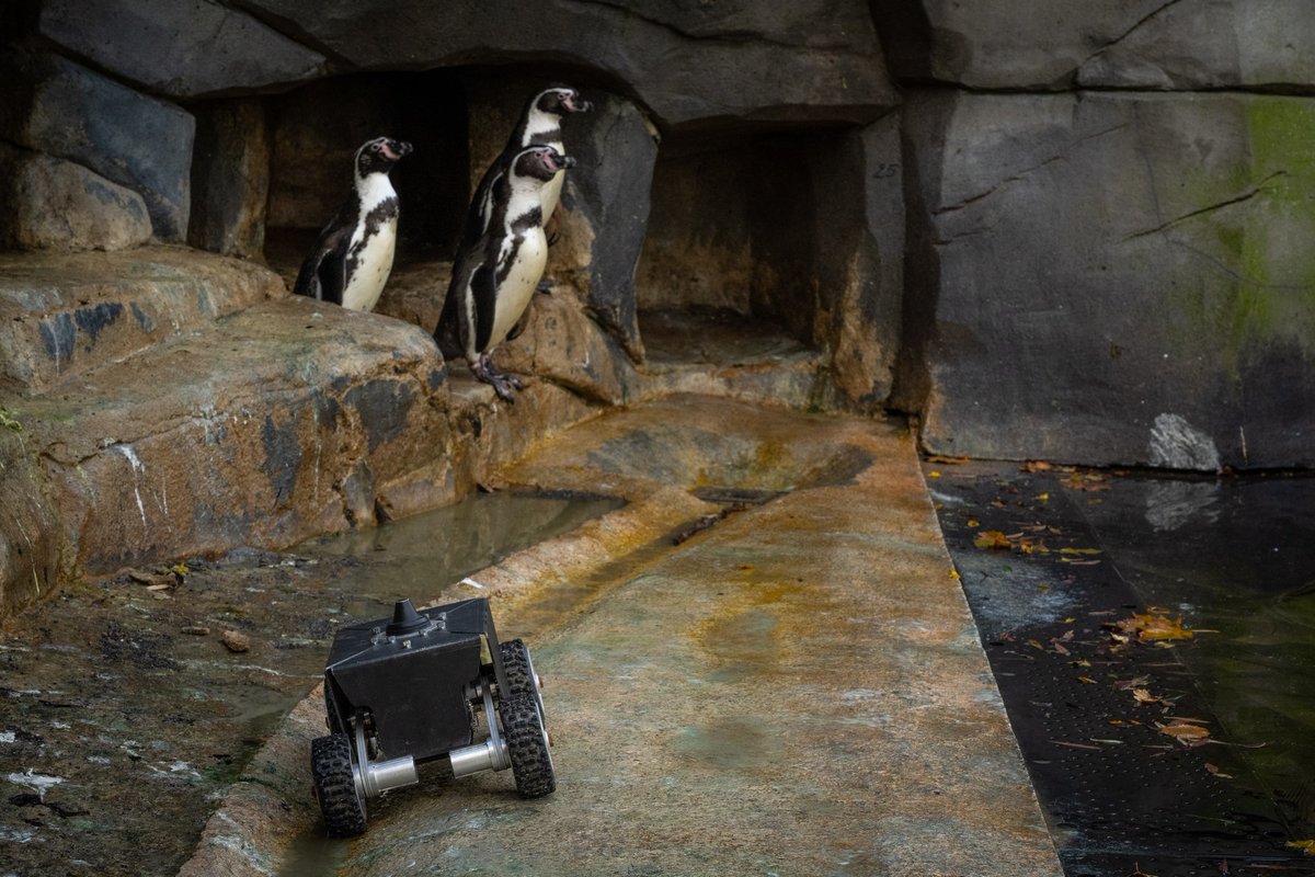 Le_Museum's tweet photo. 🐧Au @zoodeparis, les manchots de Humboldt participent à un projet  innovant. L’objectif ? Mieux comprendre leurs congénères sauvages en Antarctique en limitant l’intervention humaine.
Découvrez les 10 projets de conservation du Parc zoologique de Paris 👉 https://t.co/fgOenoDmzR https://t.co/Cqv9gjCc4M