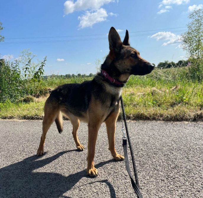 Athena is 2yrs old and she arrived at 8mths petrified of everything, at her pace the #Essex kennels have built her confidence so she will need an exp, patient home preferably with another dog to help her confidence #dogs #GermanShepherd gsrelite.co.uk/athena-2/
