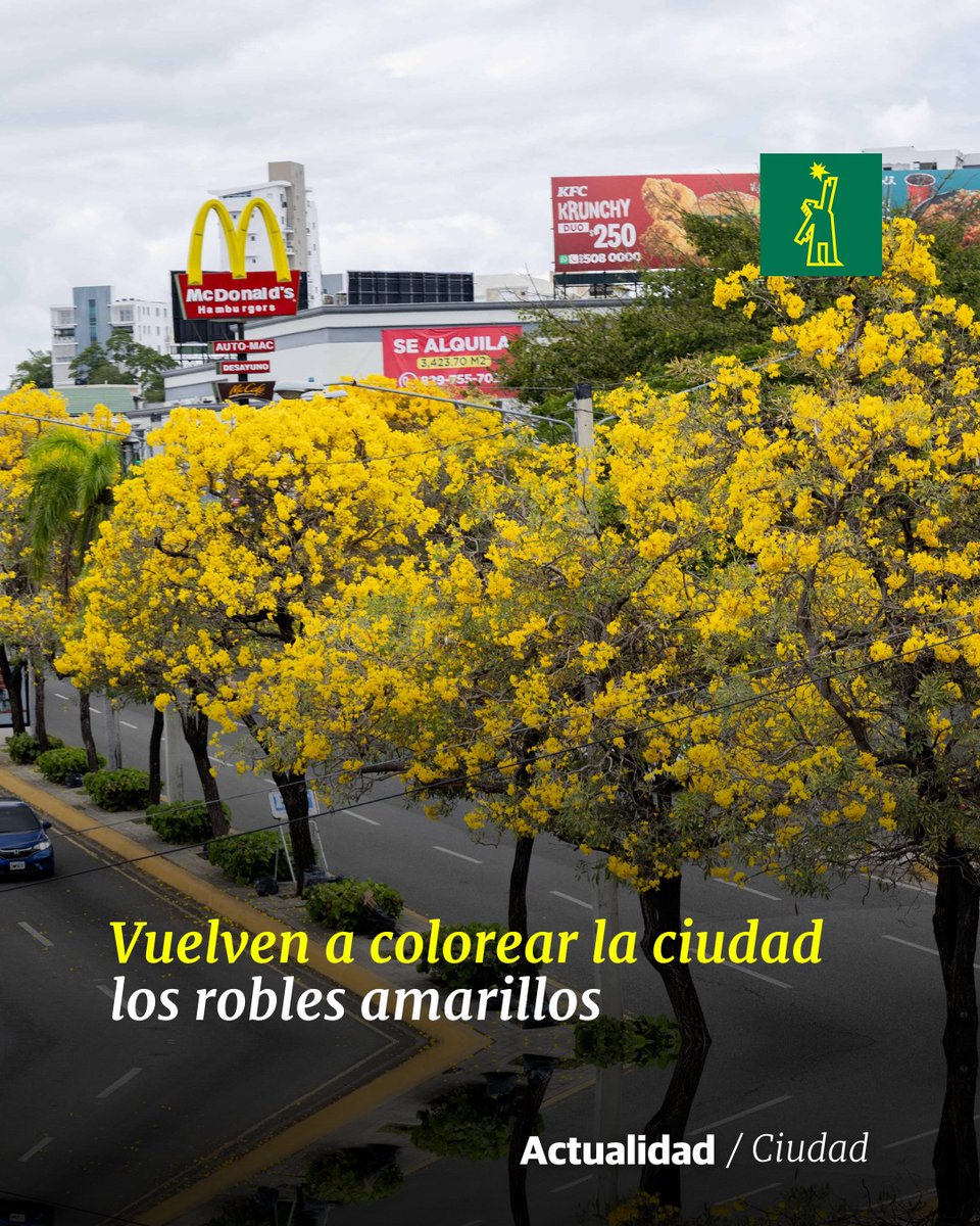 📰 |#ActualidadDL| Cada año, desde que se inicia la primera, las calles, avenidas  y residencias del Gran Santo Domingo y otras ciudades se adornan del amarillo intenso que regala el roble amarillo.

🔗buff.ly/3W0A2QK

#DiarioLbire #RobleAmarillo