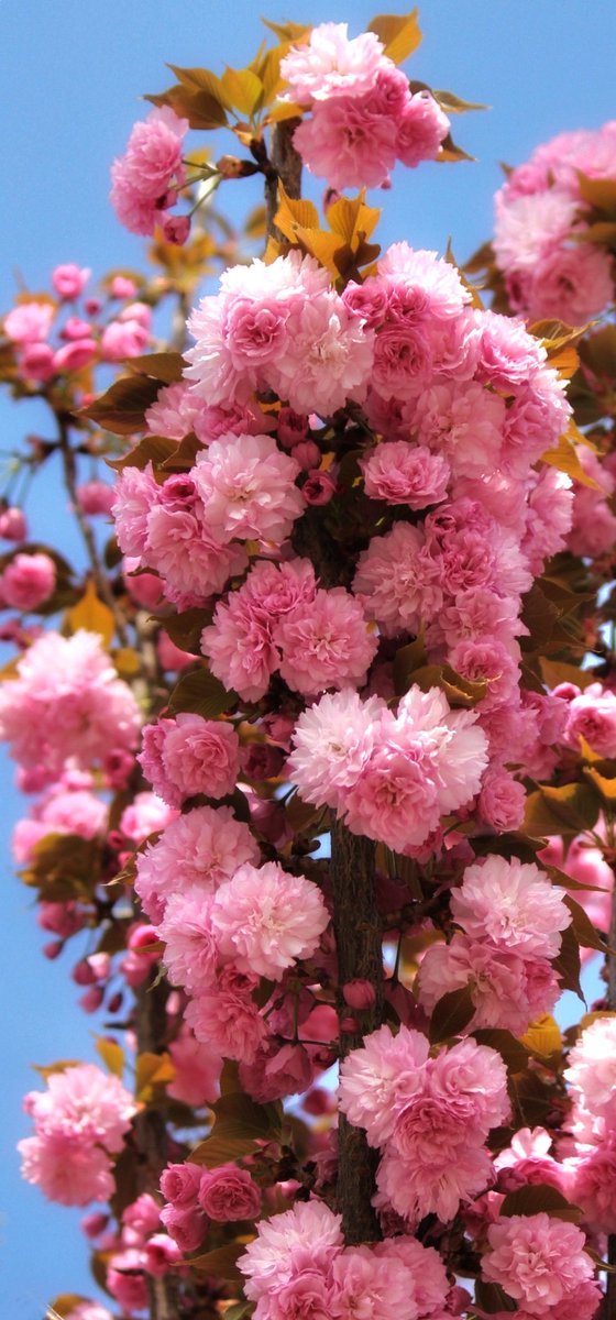 Prunus serrulata 'Kanzan' Japanese cherry Japon kirazı/Sakura