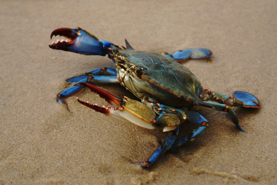 Alarming findings reveal that the electromagnetic fields (EMFs) emitted by #OffshoreWind cables are altering the cells of edible crabs, leaving them susceptible to infections and interfering with their natural migration behaviors.