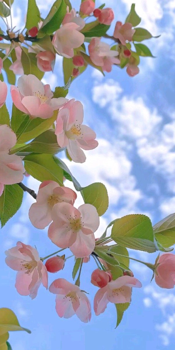 Tüüm çiçekli fotoğrafları kaydediyorum çiçekli manzaraların fotoğrafını çekiyorum yine de doyamıyorum seyretmeye... Allahım sanatın çok güzel 🤍